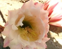 Buonconvento  2015 049